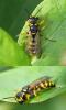 Cerceris arenaria